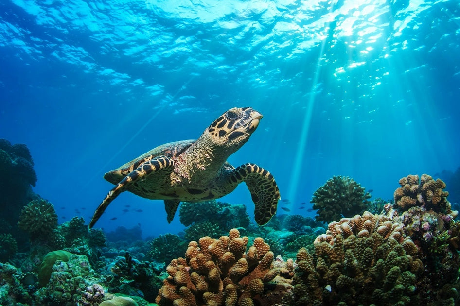 Blue Ocean Sea Turtle Modern Art | SoBe Furniture