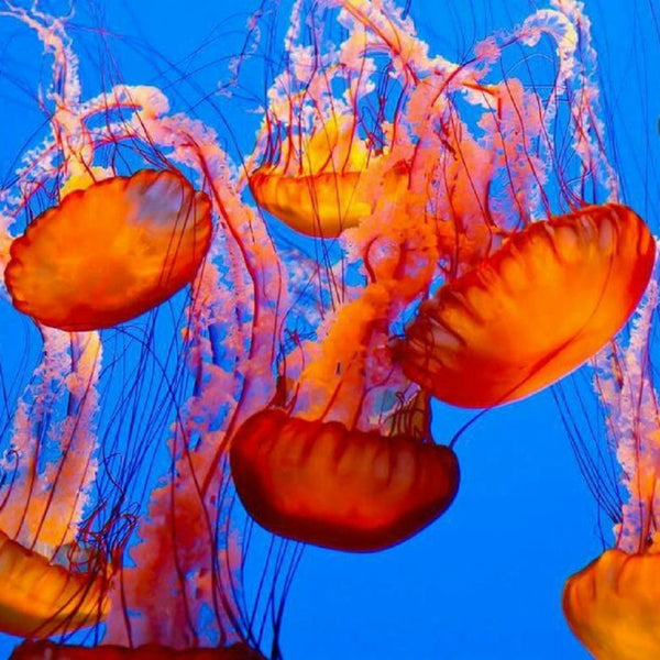 Colorful Jellyfish Modern Art shown in modern interior